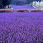 lavender2